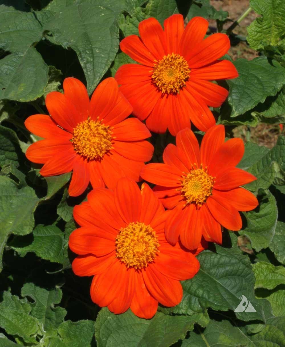 Mexican Sunflower Tithonia Rotundifolia Seeds Free Shipping!