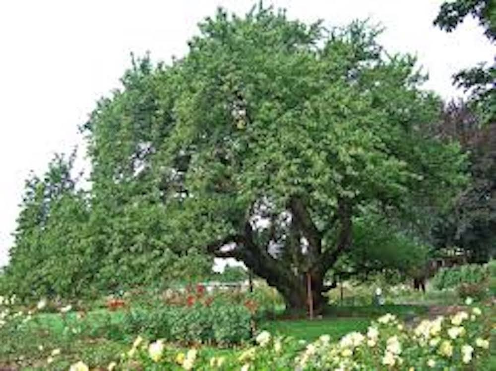 1 Black Cherry Tree 12-24″ Tall Prunus serotina Bare Root
