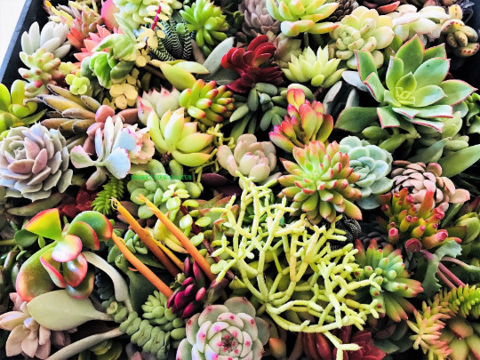 10 Assorted Succulent Cuttings Clippings for Dish Garden Terrariums Mini Fairy