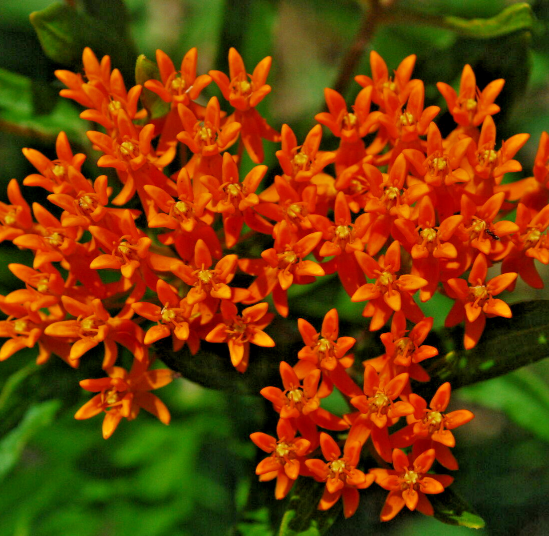 200 BUTTERFLY WEED Seeds (Asclepias tuberosa) Perennial Milkweed Garden Flower