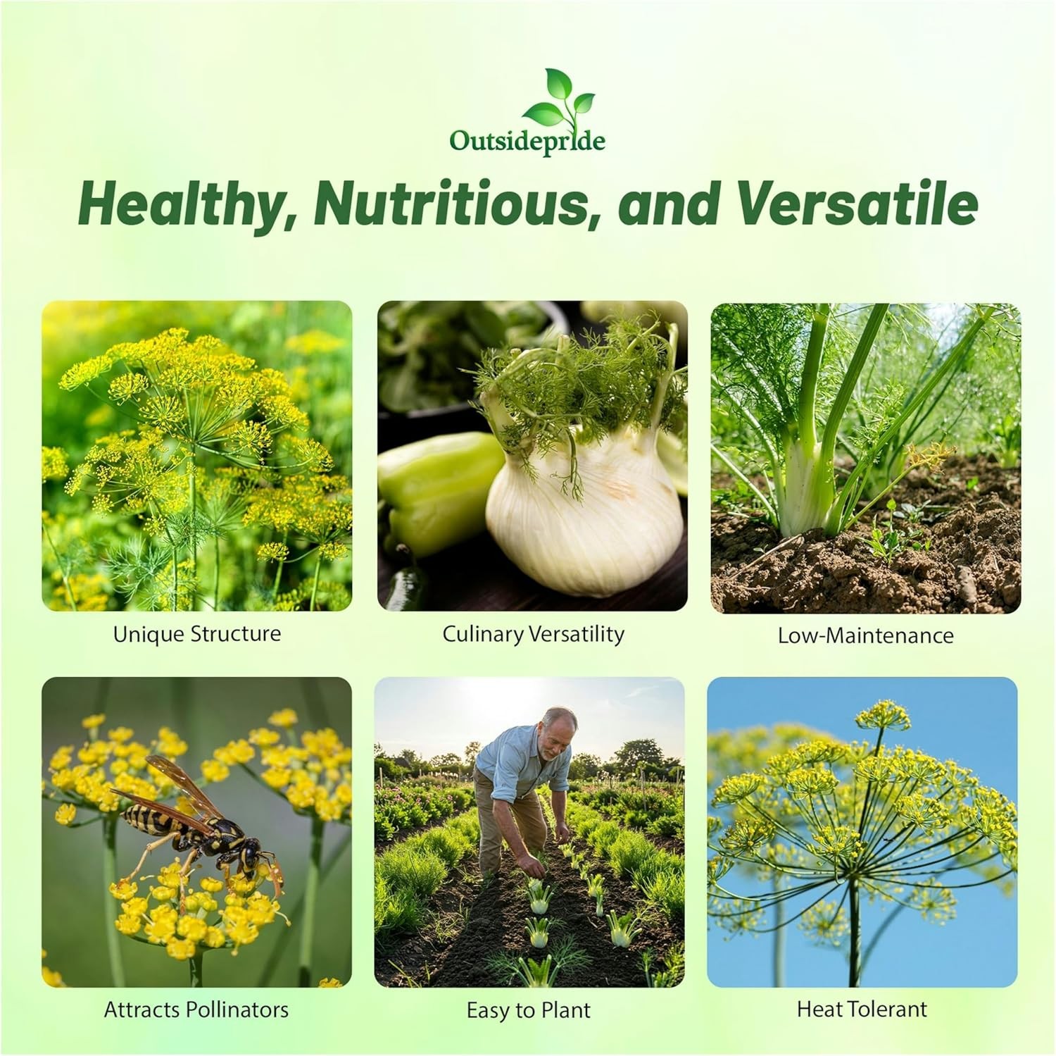 1 OZ Fennel Seeds – Florence Fennel Herb Seed