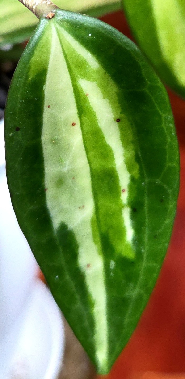 Rare Reverse Variegated Hoya Latifolia 24″ Tall Not Monstera Philodendron Aroid
