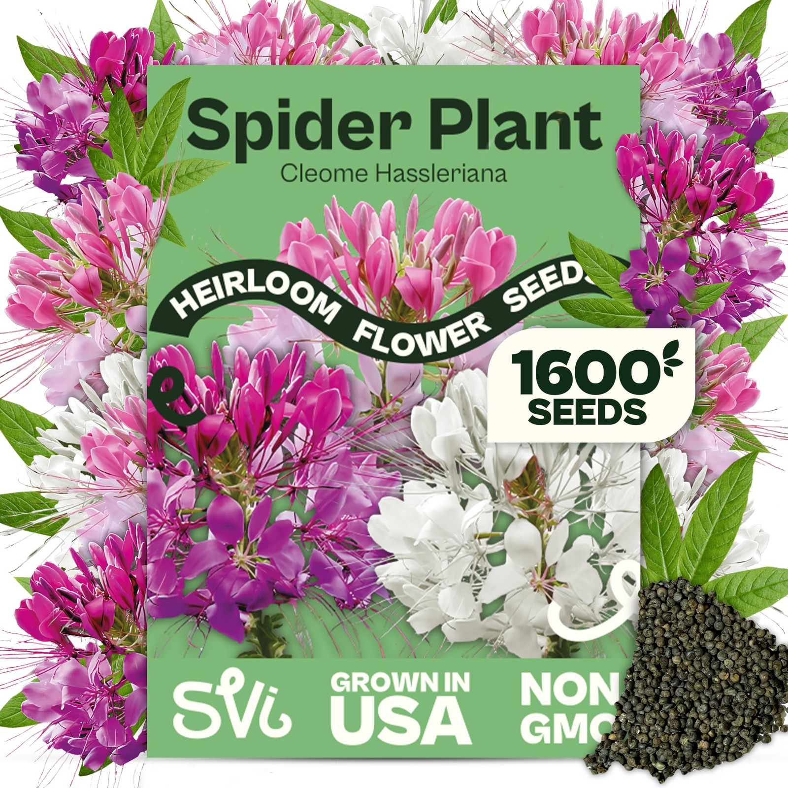 1600 Spider Plant Seeds Cleome hassleriana – Cleome, Spider Pink Flower Seed …