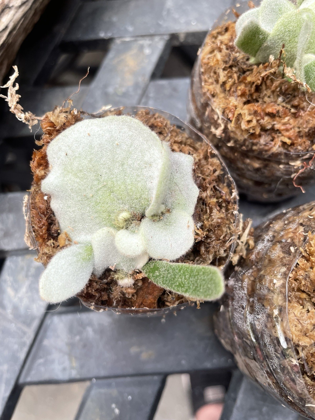 Platycerium Pedro Tatsuta
