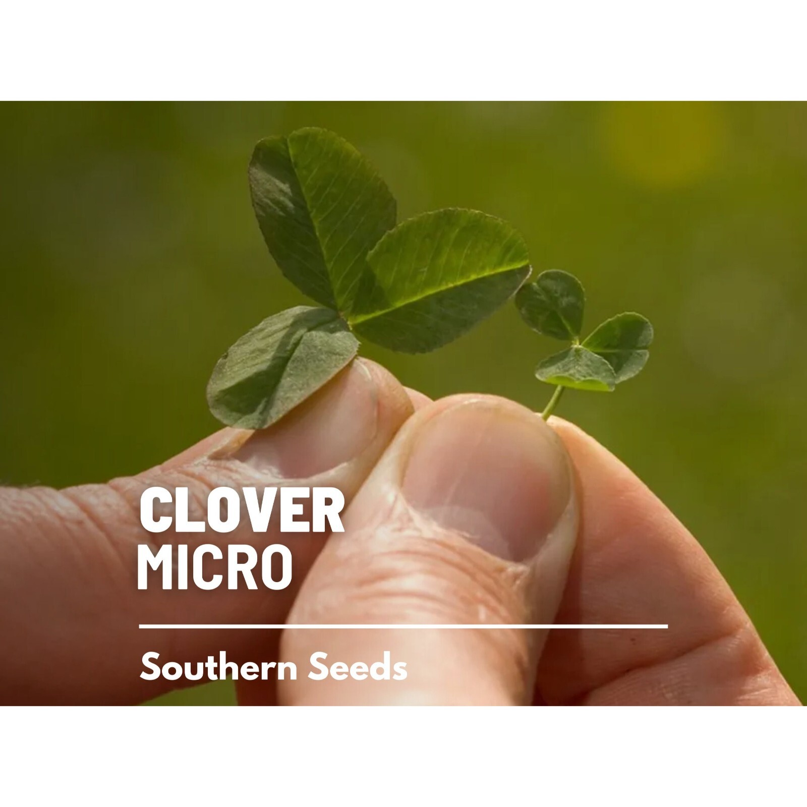 Clover, Micro (Mini) – 10,000 Seeds – Lawn Alternative, Grass Supplement