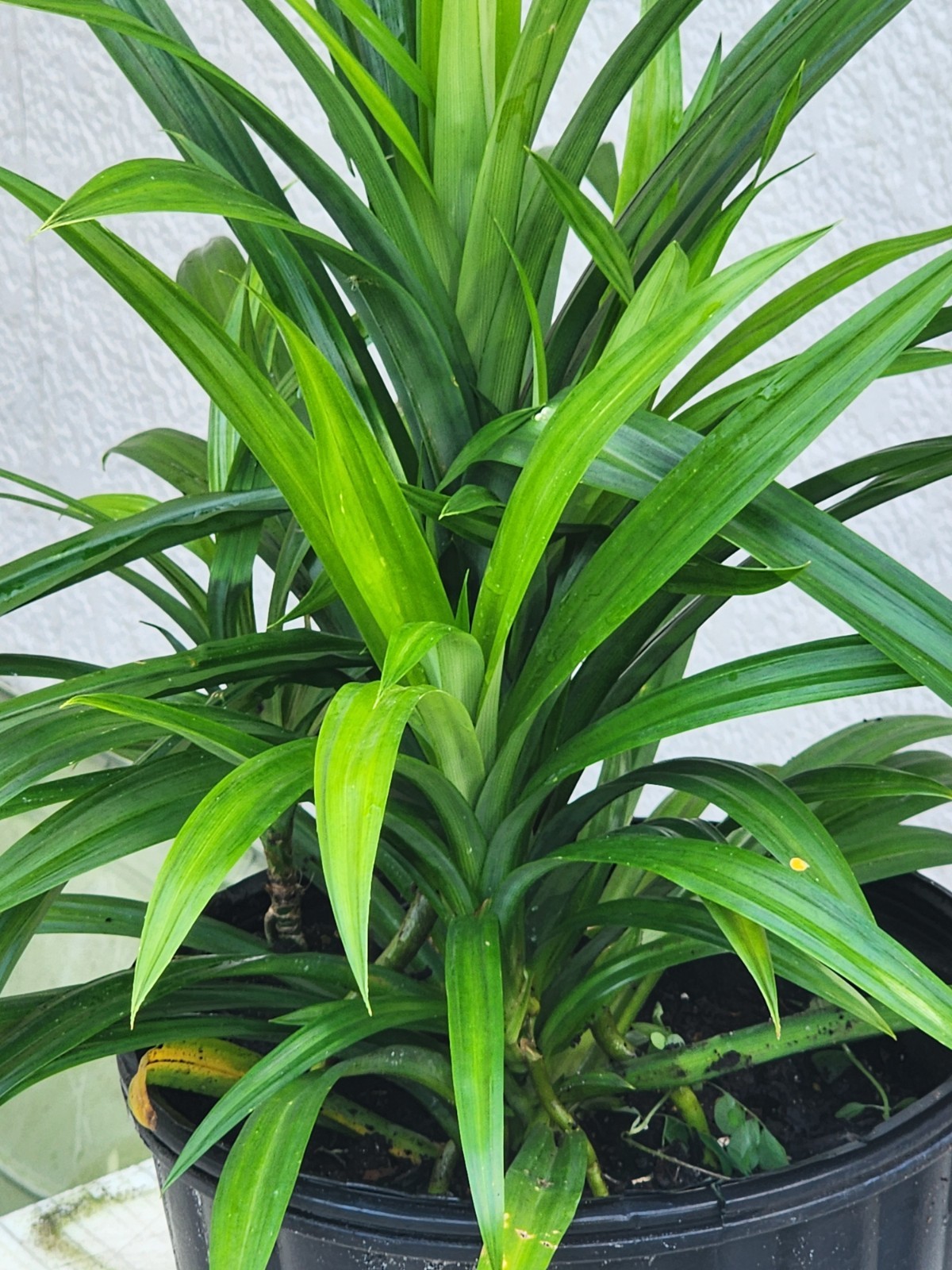 1 Live Pandan Leaf tree With Roots 15-17 Inches (lá Dứa – Planta de Pandan).