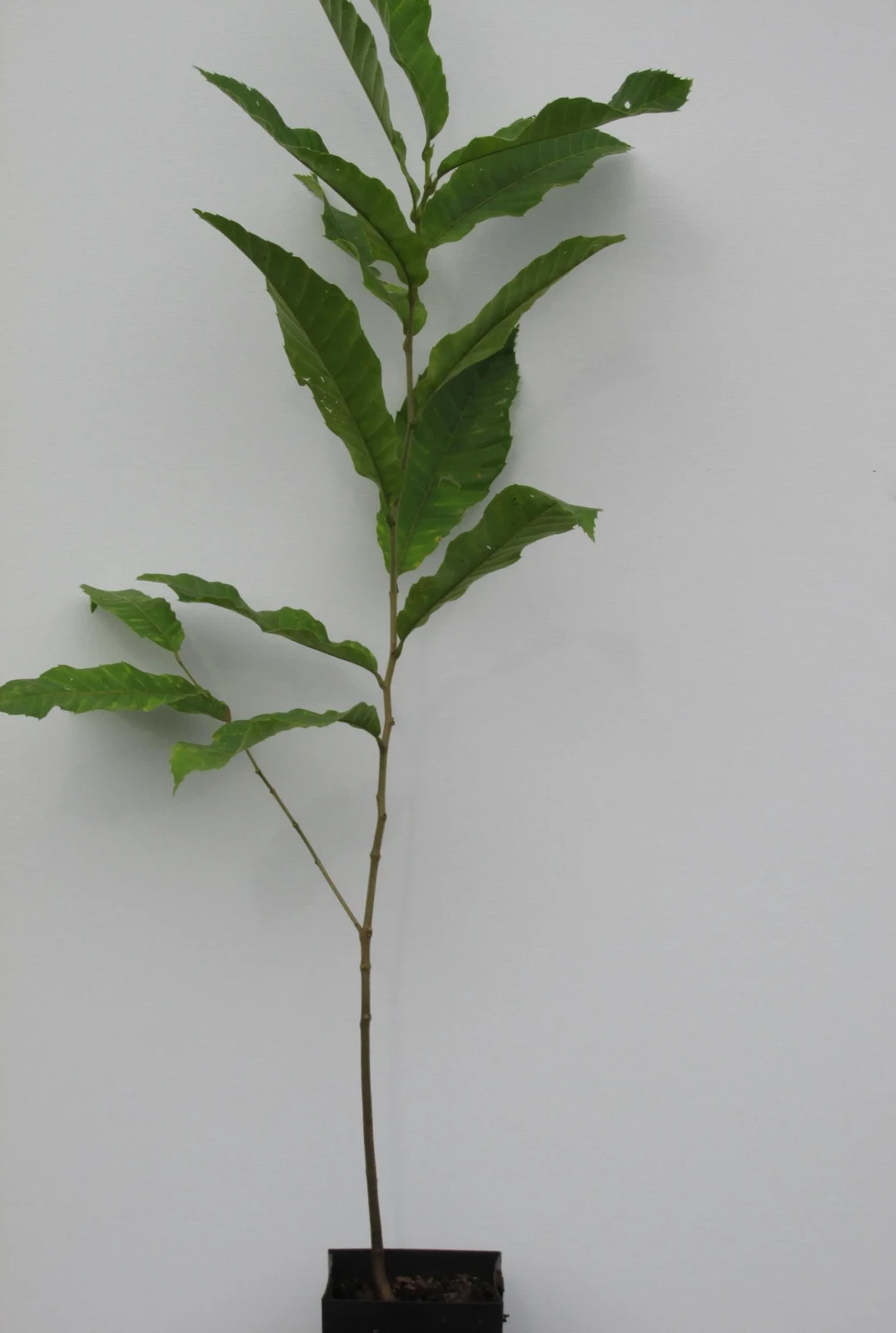 Improved Chinese Chestnut: 18 – 30″ Tall – Grown in a Deep Band Pot