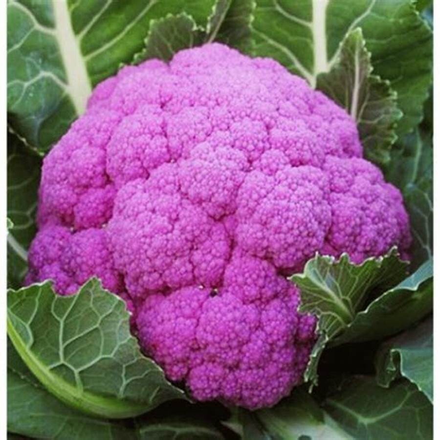 Non-GMO Asian Vegetable Purple Cauliflower Seeds 50+Seeds 2023NEW!