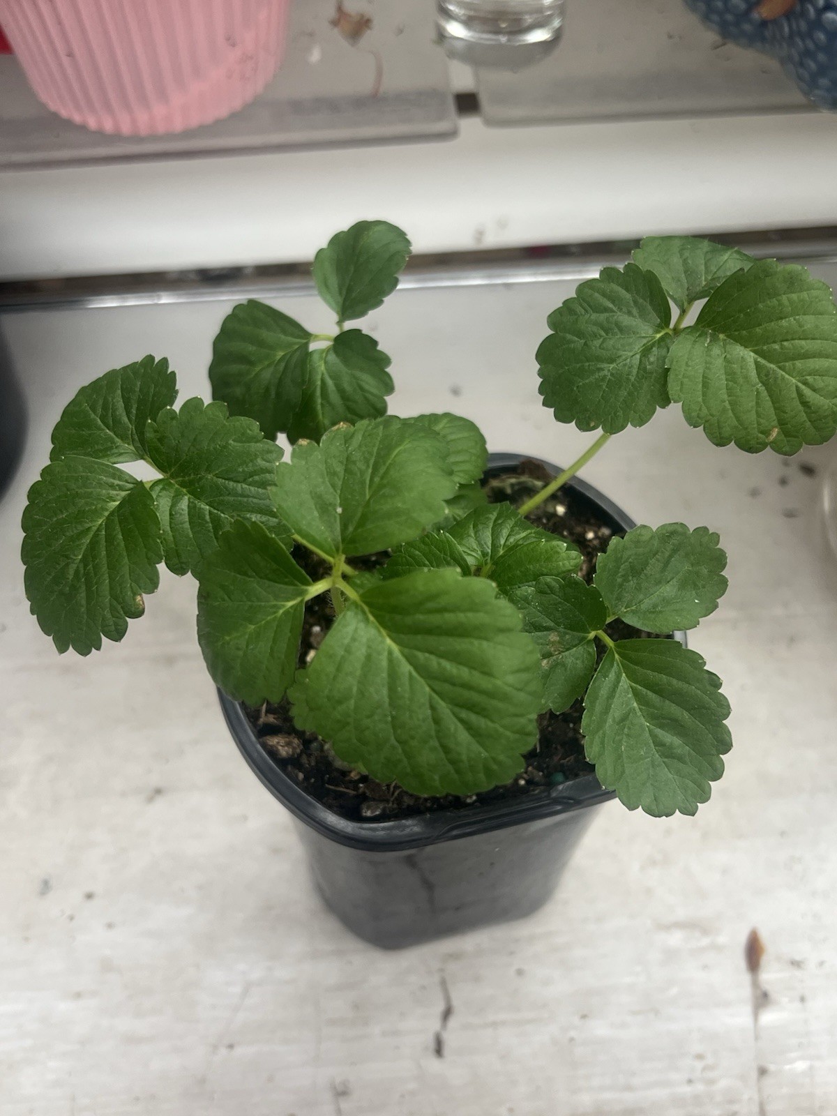 Live Ever Sweet Strawberry plant In 4” Pot