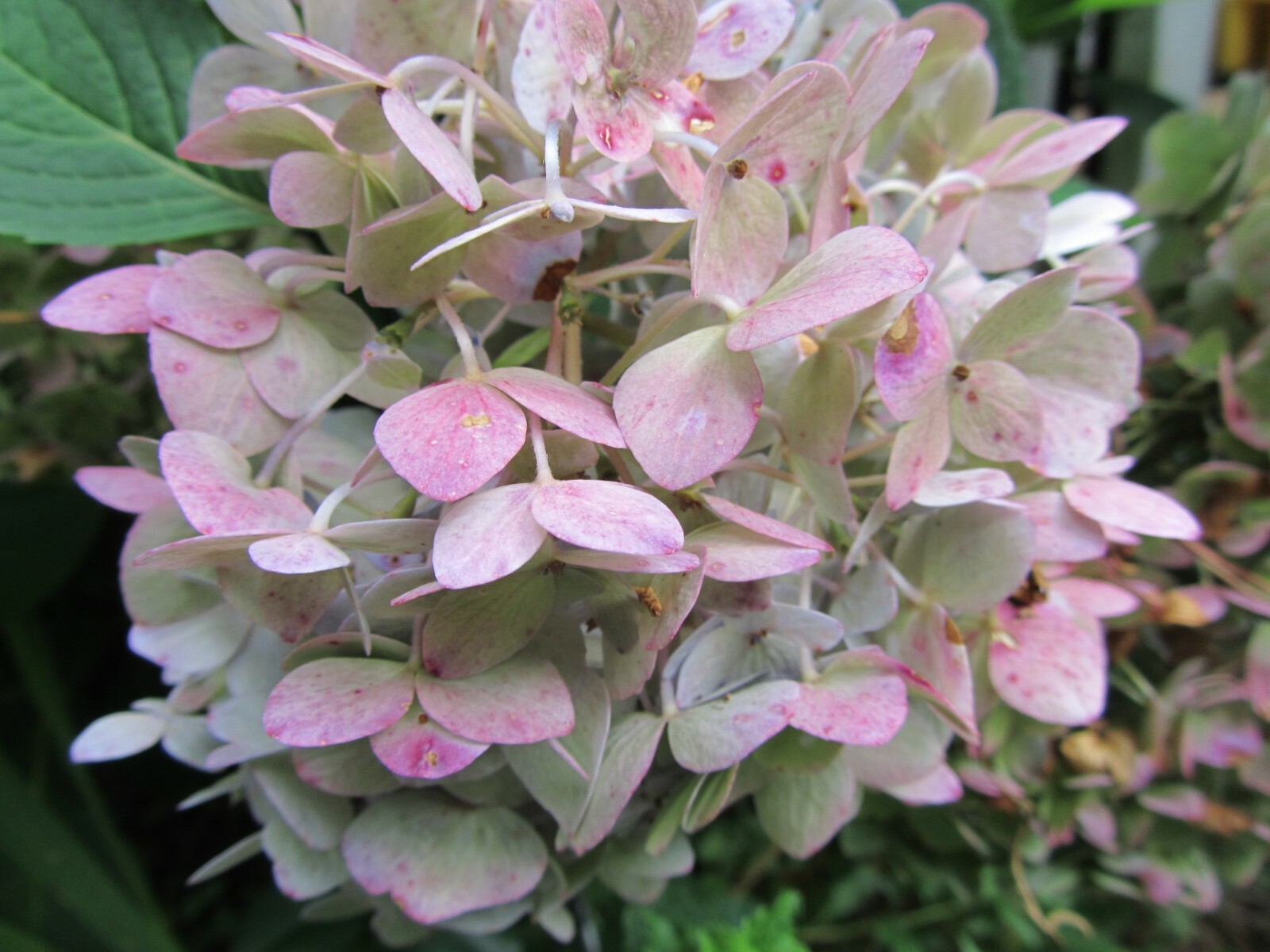2 Fresh Cuttings Endless Summer – Hydrangea Reblooming Blue, Purple Pink Green