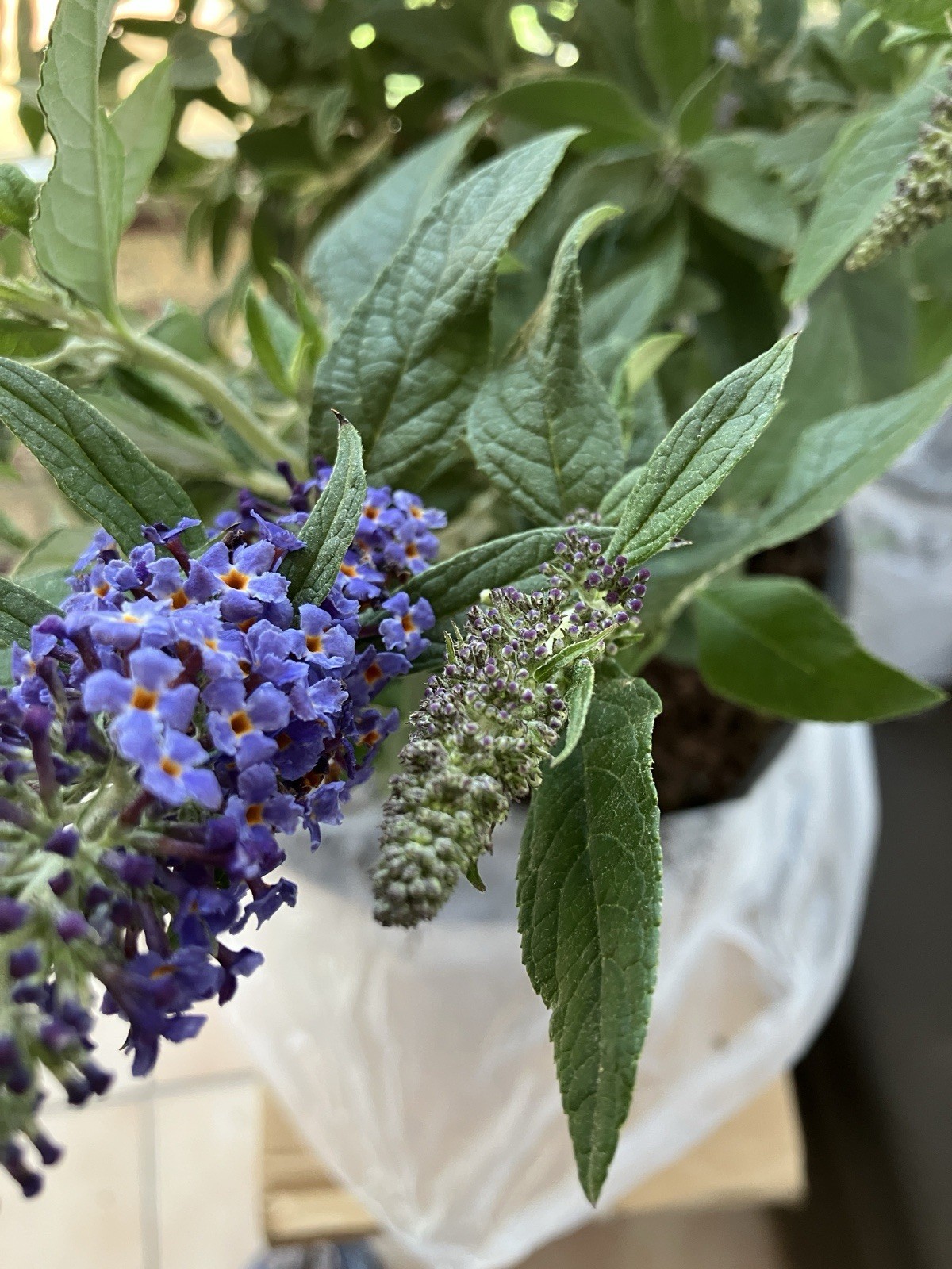 2 Gal. Pugster Blue Butterfly Bush Plant