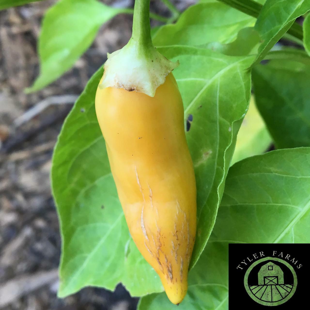 10+ Sugar Rush Peach Pepper Seeds | Hot Exotic chili, chile | USA Grown