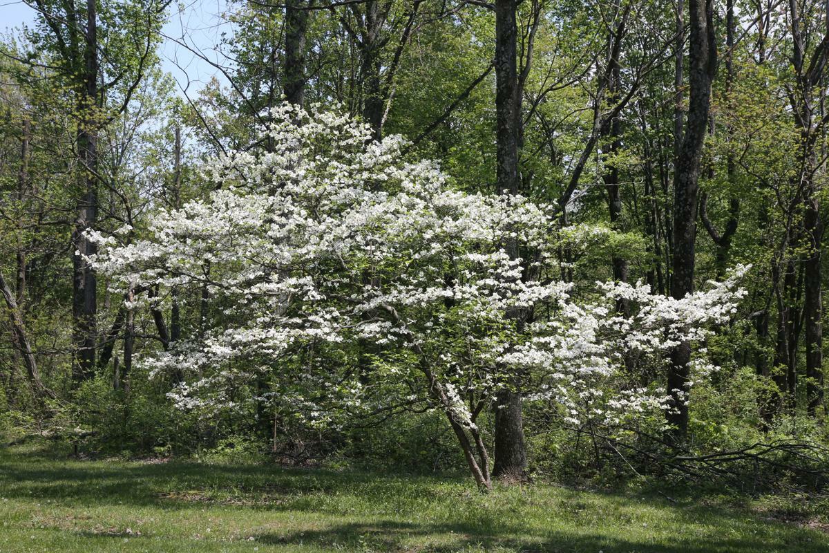 FLOWERING DOGWOOD TREE LIVE PLANT 12-18 INCHES SET OF 2
