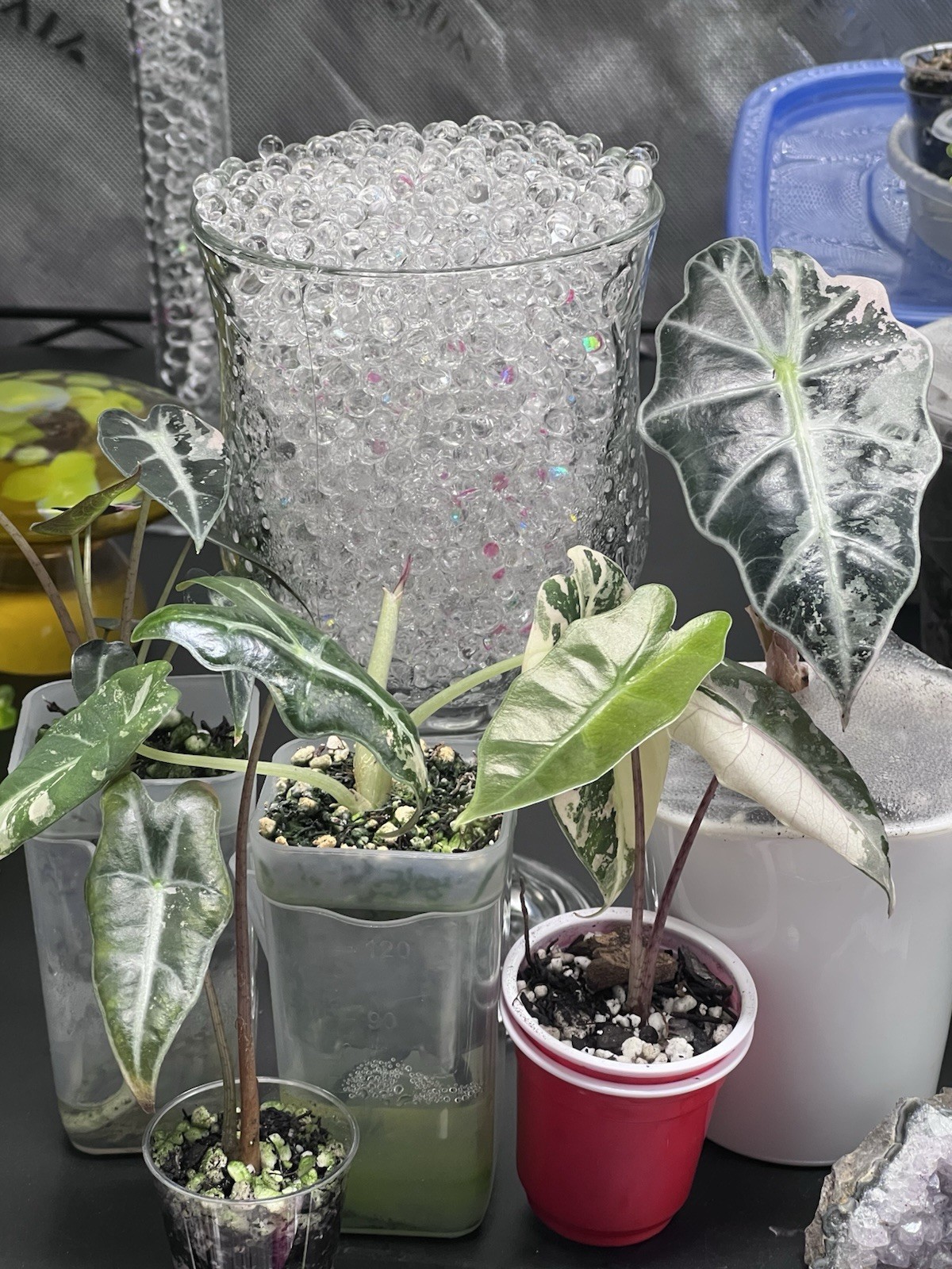 Alocasia Starter Bundle