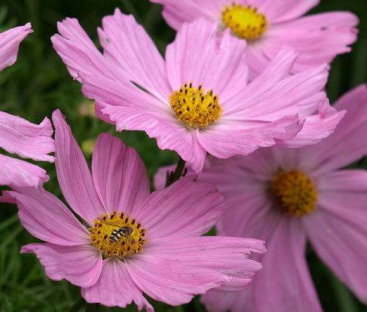 COSMOS PINKIE Cosmos Bipinnatus – 550 Bulk Seeds