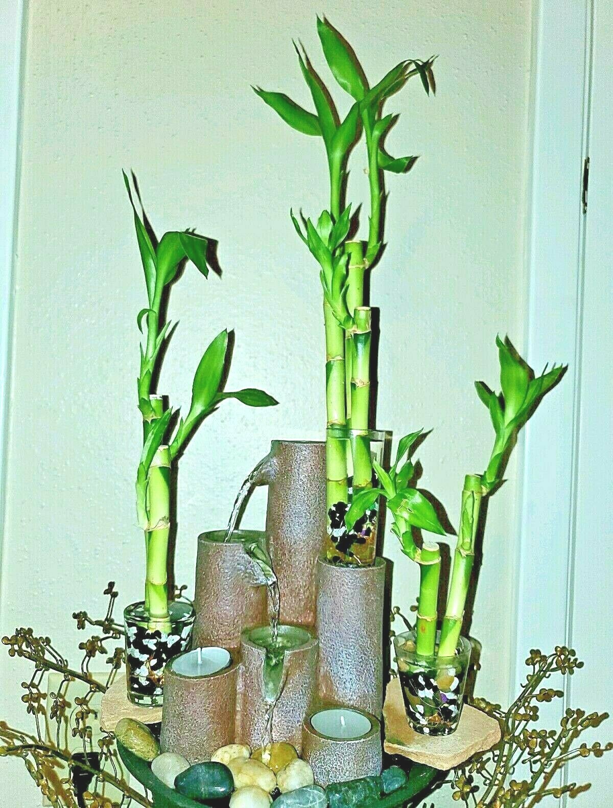 6 Lucky Bamboo Stalks Rooted Plants – 4″, 6″, 8″ Feng Shui, Perennial, GIFT