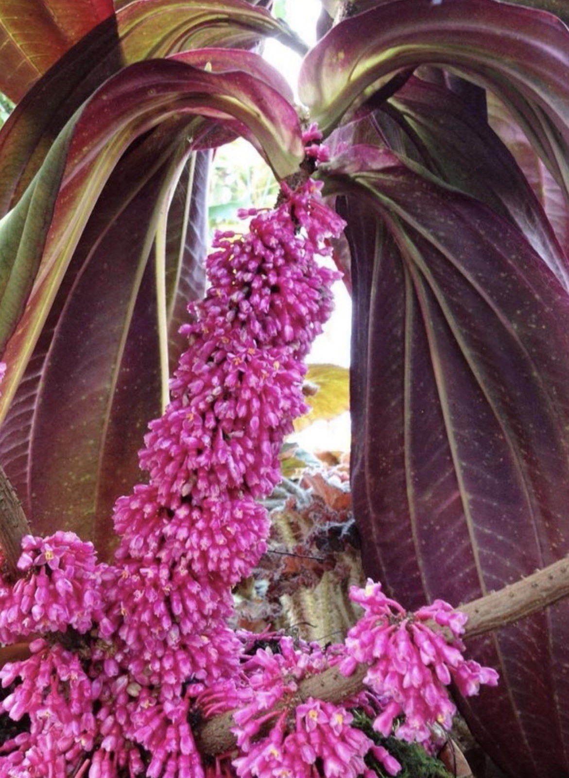 Gregori Hambali Medinilla Plant-SMALL Well Rooted STARTER Plant-Very Rare & HTF
