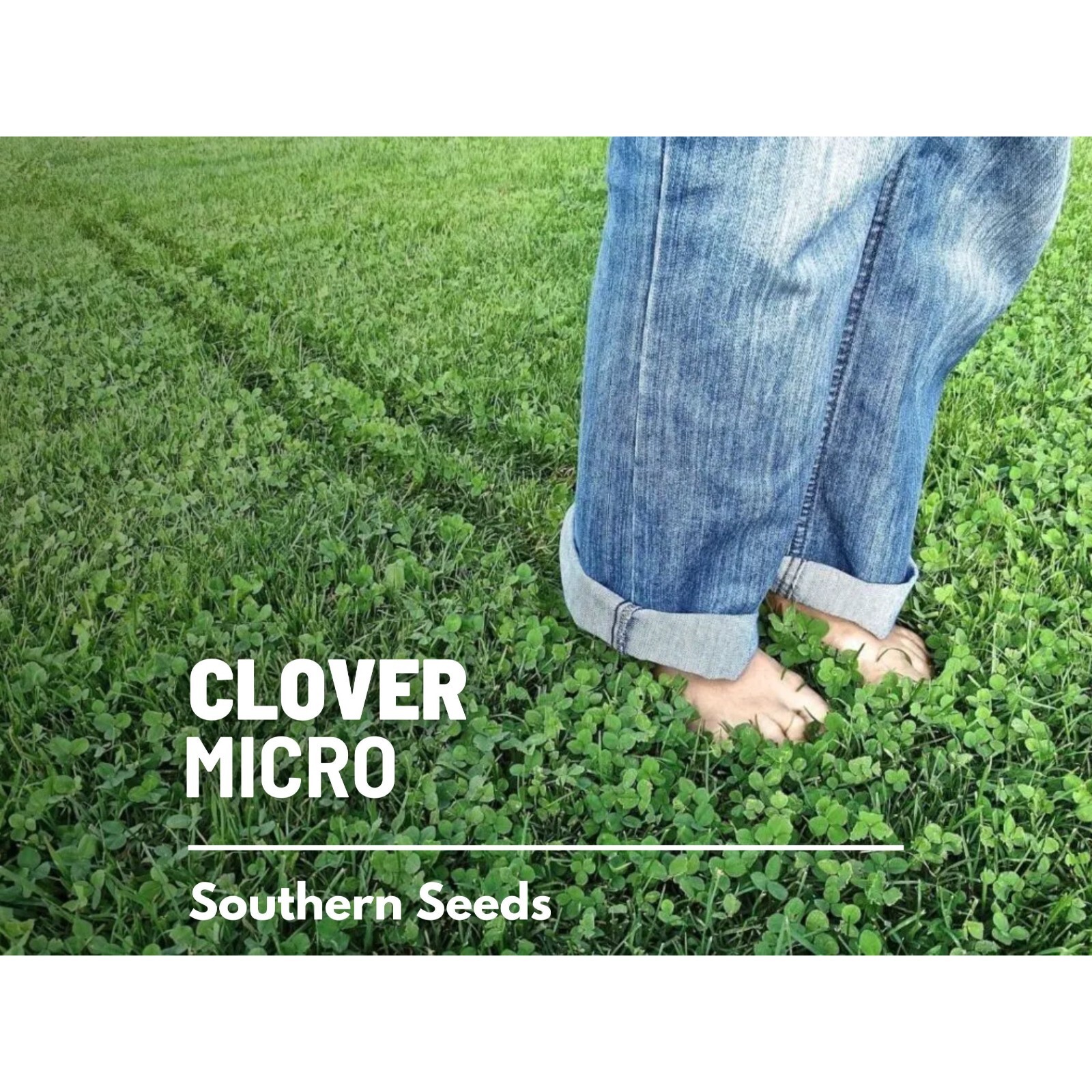 Clover, Micro (Mini) – 10,000 Seeds – Lawn Alternative, Grass Supplement