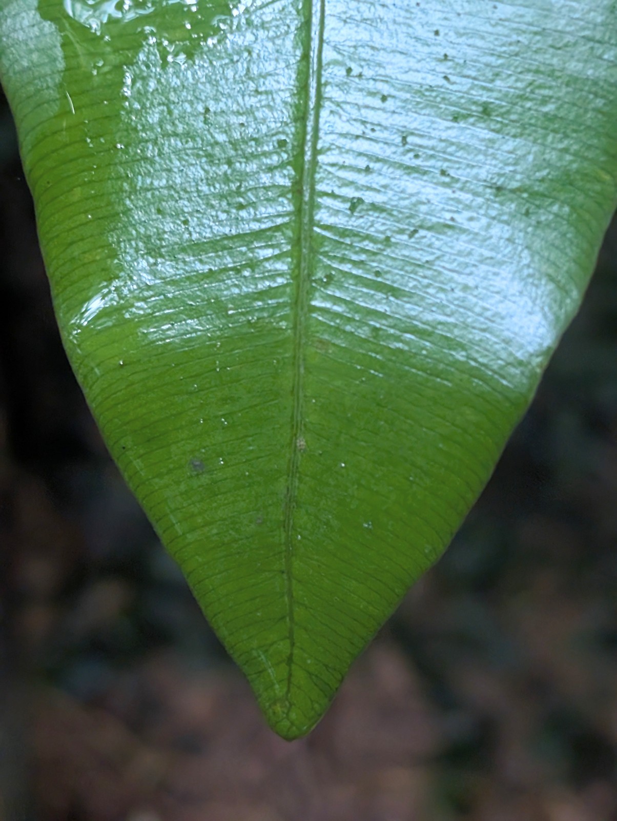 x2 LIVE Bare : Elaphoglossum Ferns 9 inch tall each, exotic rare ferns SHADE
