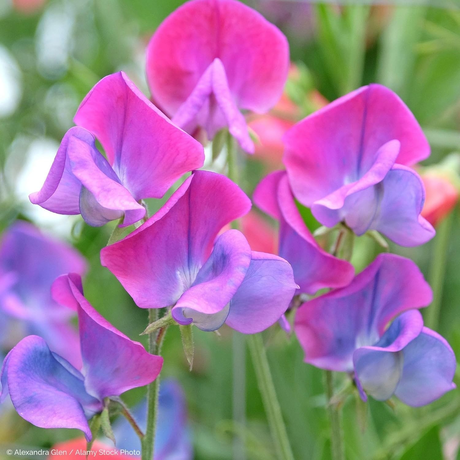 500+Mixed Sweet Pea Seeds for Planting Outdoors-Perennial Ornamental Flower P…