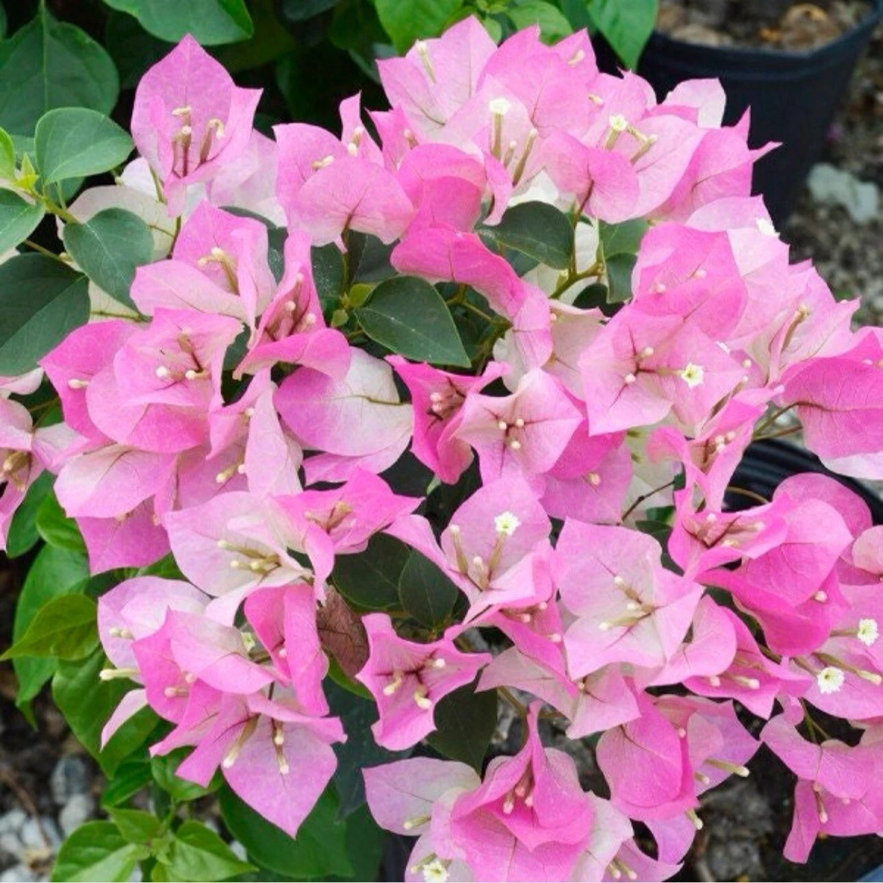 4” Pot of IMPERIAL THAI DELIGHT Bougainvillea Plant-Height & Fullness Varies