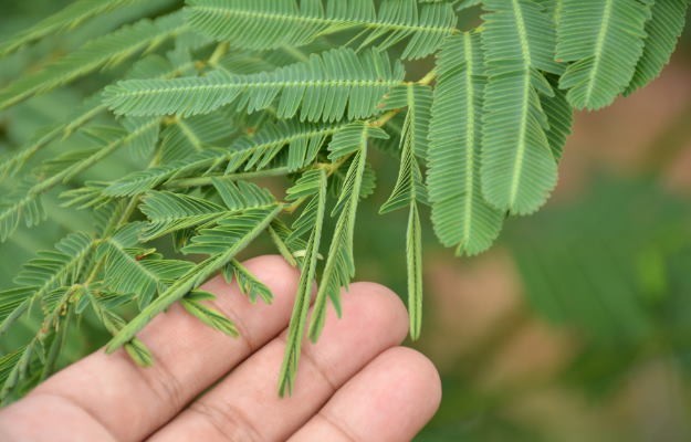 400+ Lajwanti Asian Mimosa Pudica – Sensitive Plant Seeds Medicinal plant