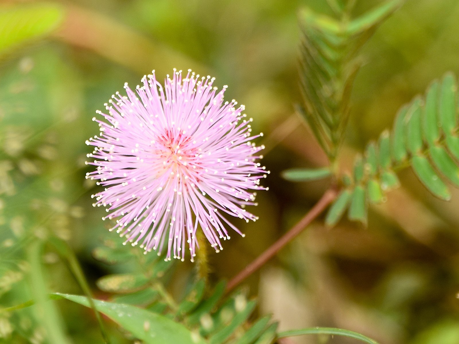 SENSITIVE PLANT Seeds BULK *FREE Shipping!* Mimosa pudica Herb Shy Plant Seeds