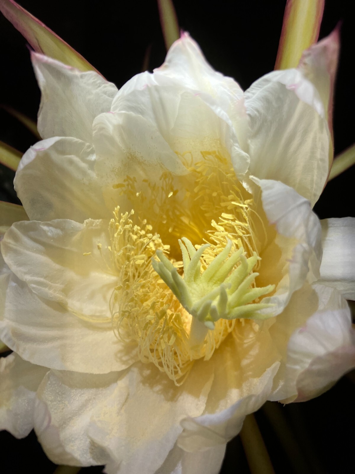 Unleash Exotic Flavor: Grow Dragon Fruit from Large Cuttings!