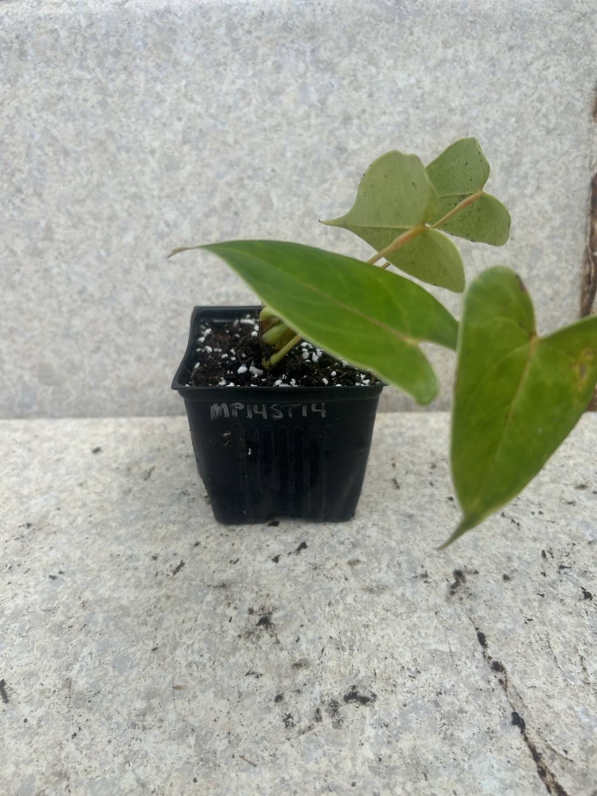 Anthurium Tropical Potted Seedling Green Broadleaf Indoor Medium Sun Houseplant