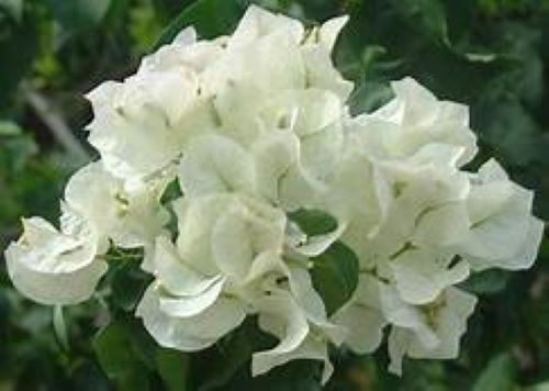 Well Rooted **KEYWEST WHITE** Bougainvillea starter/plug plant**SHIPS BARE ROOT*