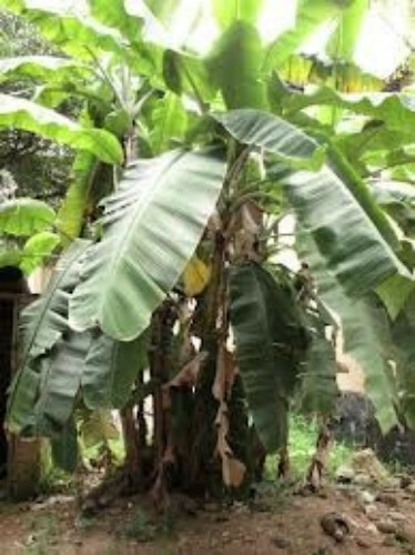 6 Shade Quick Plantation Plantain Banana Fruit Tree like Saba get 20 ft tall