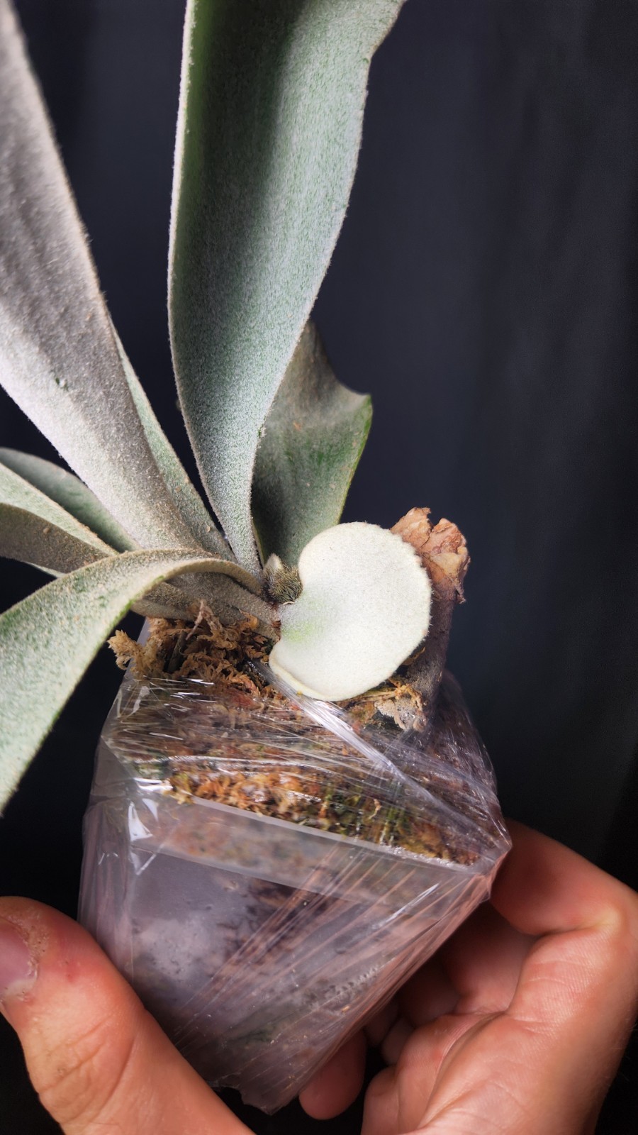 LARGE Platycerium Monkey North Staghorn Fern