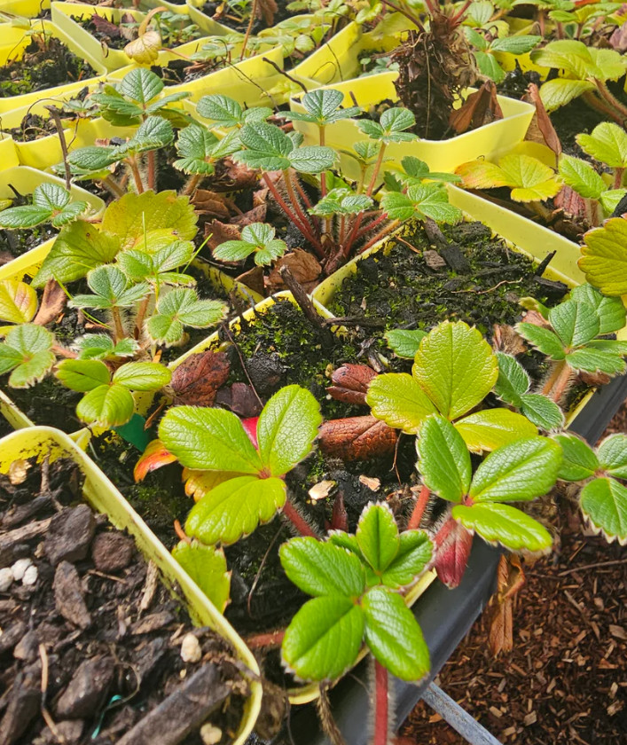 Wild Strawberry Live Plant – 3-6″ Tall – 3″ Pot – Sweet Alpine Strawberry