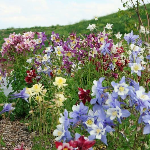 Columbine MCKANA GIANT Mix Perennial Hummingbirds Butterflies Non-GMO 200 Seeds