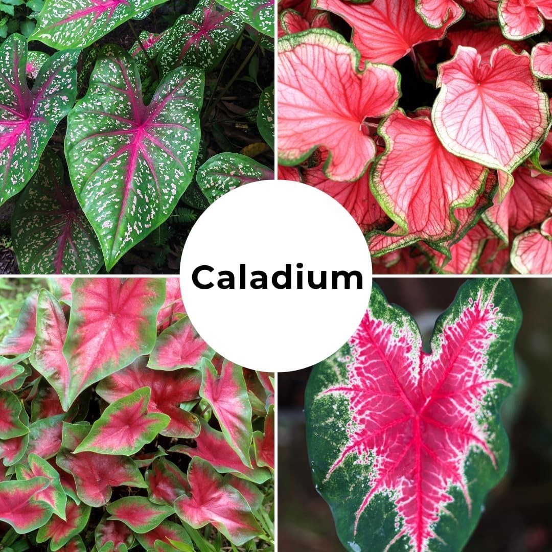 Elegant 10-Pack of Caladium Bulbs – Stunning Color for Indoor & Outdoor Displays