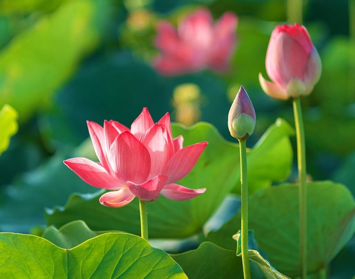 35 pcs Mini Lotus Seeds Variety Pack â€“ Bonsai Lotus, Water Lily Garden Seeds