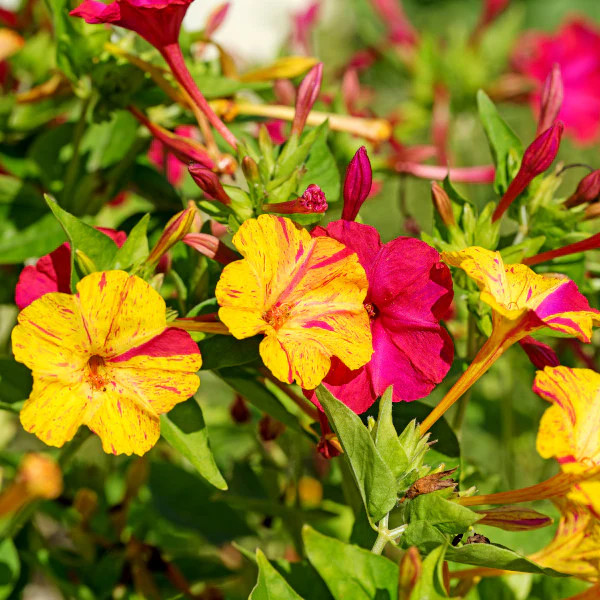 Marvel of Peru Four O Clock Seeds | Color Changing Rainbow Mix Flower Seed 2025