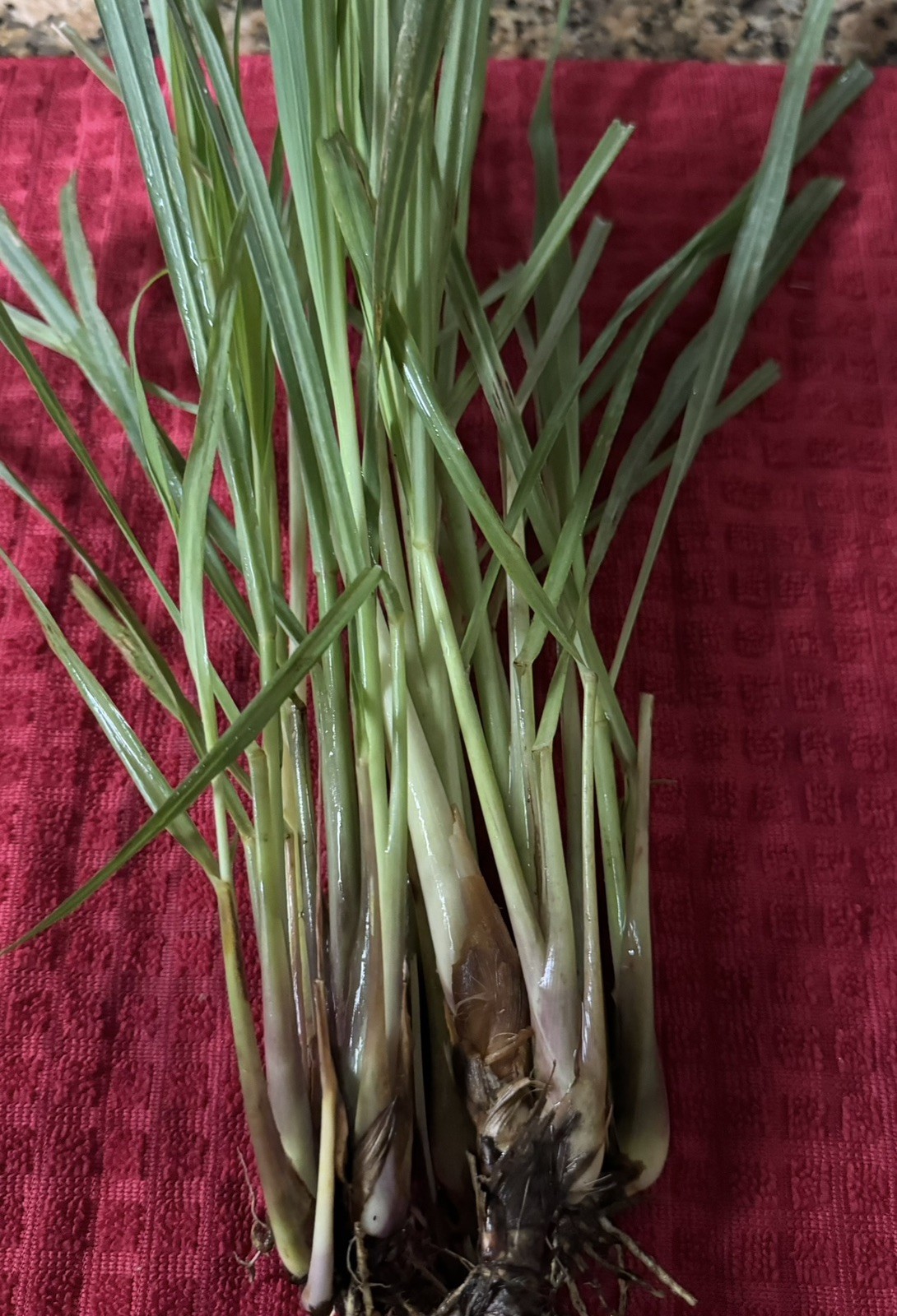 40 lemongrass Stalks Fully Rooted Ready To Plant (Organic)