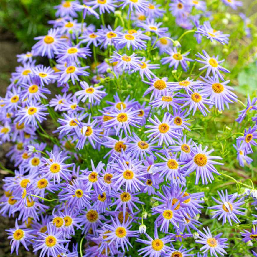 100 Seeds| Swan River Daisy Mix Seeds #N014