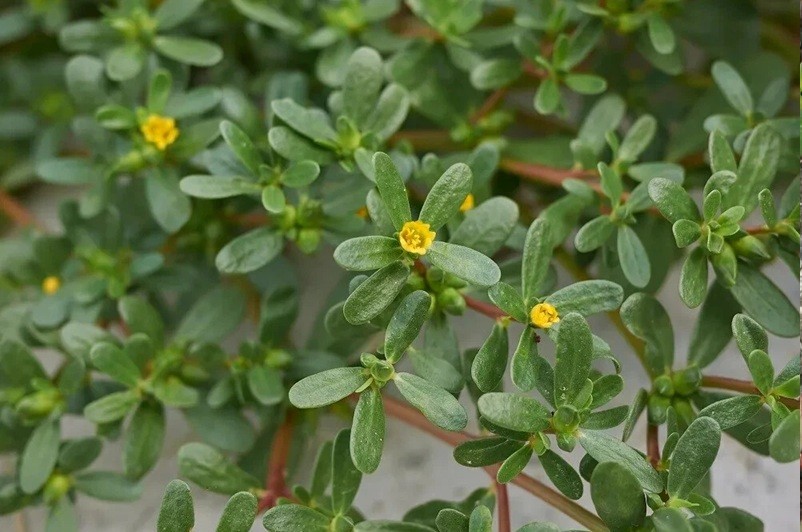 Purslane Well Root Plants Edible Organic Garden Salad Portulaca Omega-3 Herb