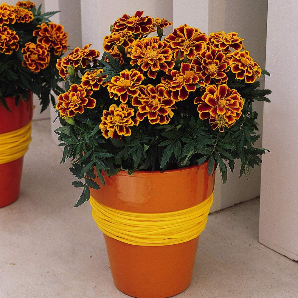 500 Seeds French Marigold Tagetes Patula Durango Flame Flower Seeds