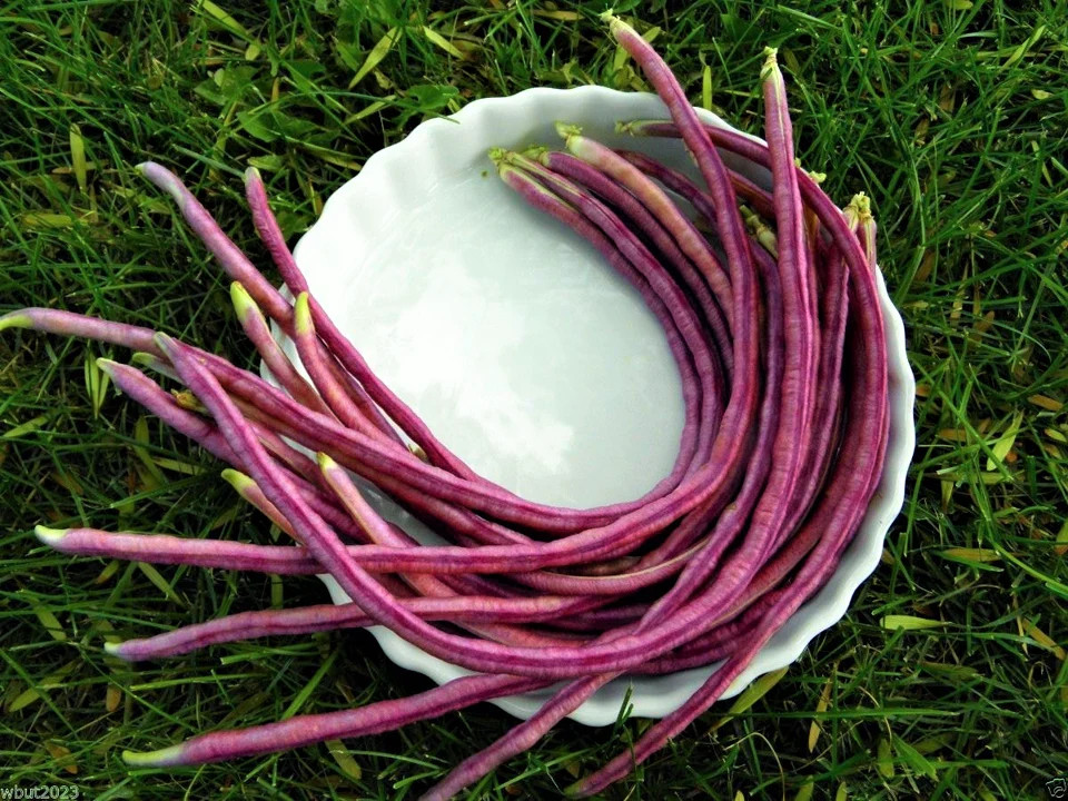 Mosaic Yard Long Bean Seeds |Purple Pink White Chinese Asparagus Asian Seed 2024