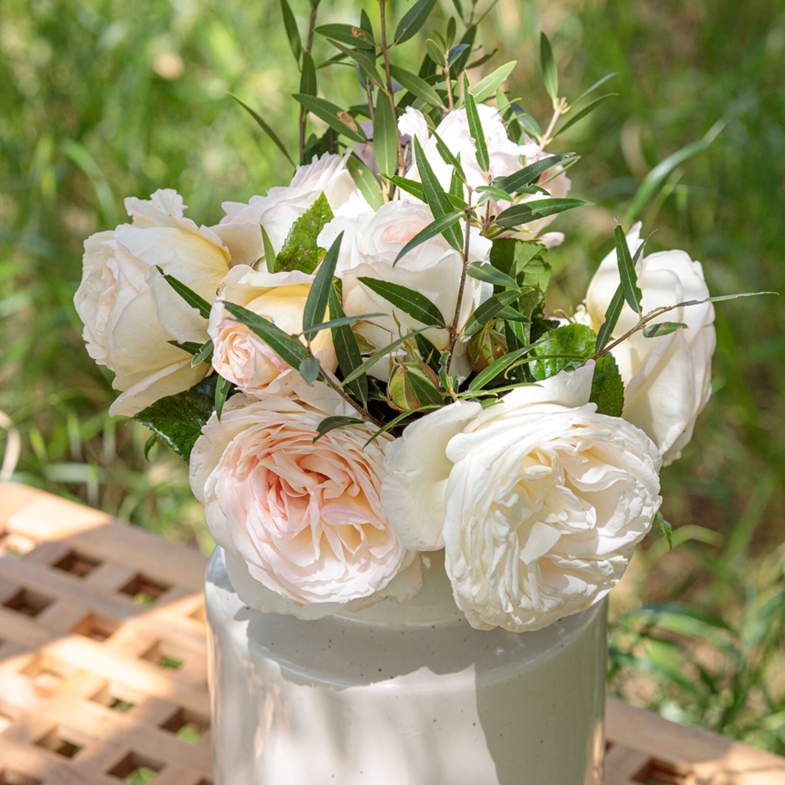 Top Cream Rose Plant 1.5 Gal Pot Very Fragrant Creamy White Flowers 100+ Petals