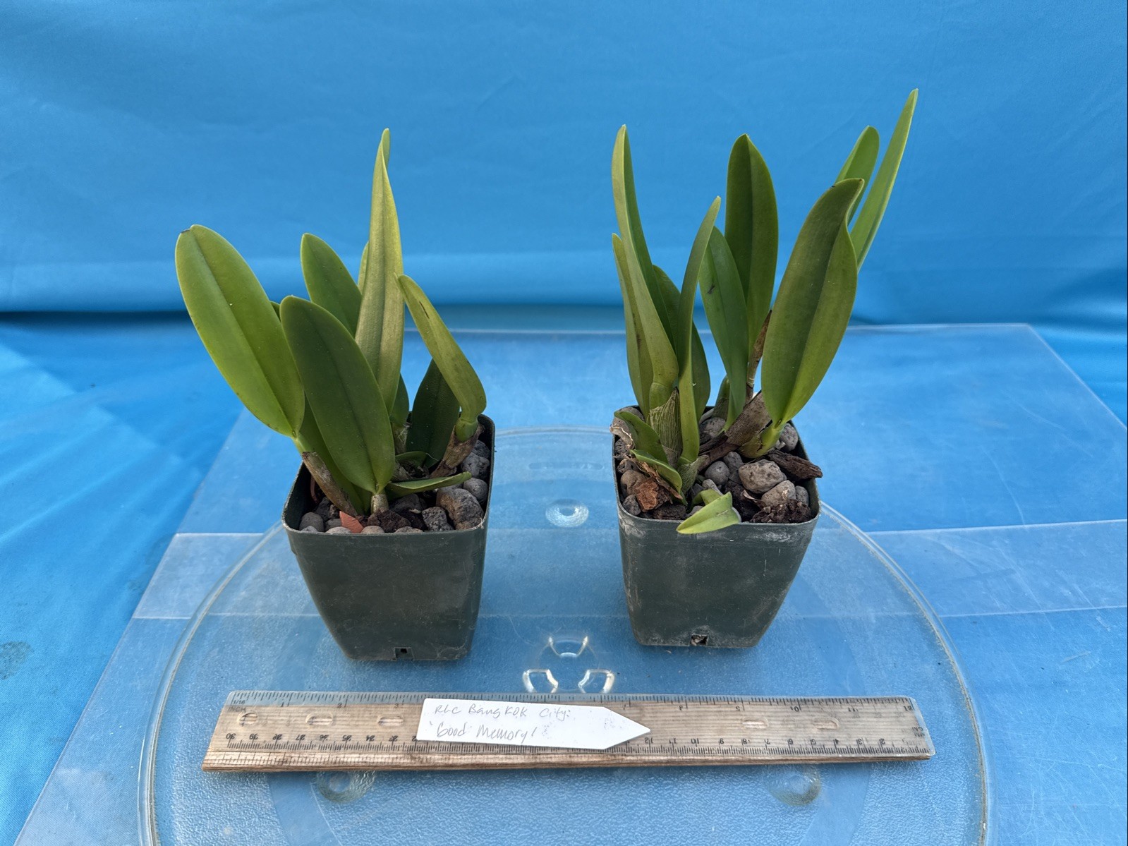 Rlc Bangkok City ‘Good Memory’ Orange Yellow Fragrant Mericlone Orchid 4” Pt