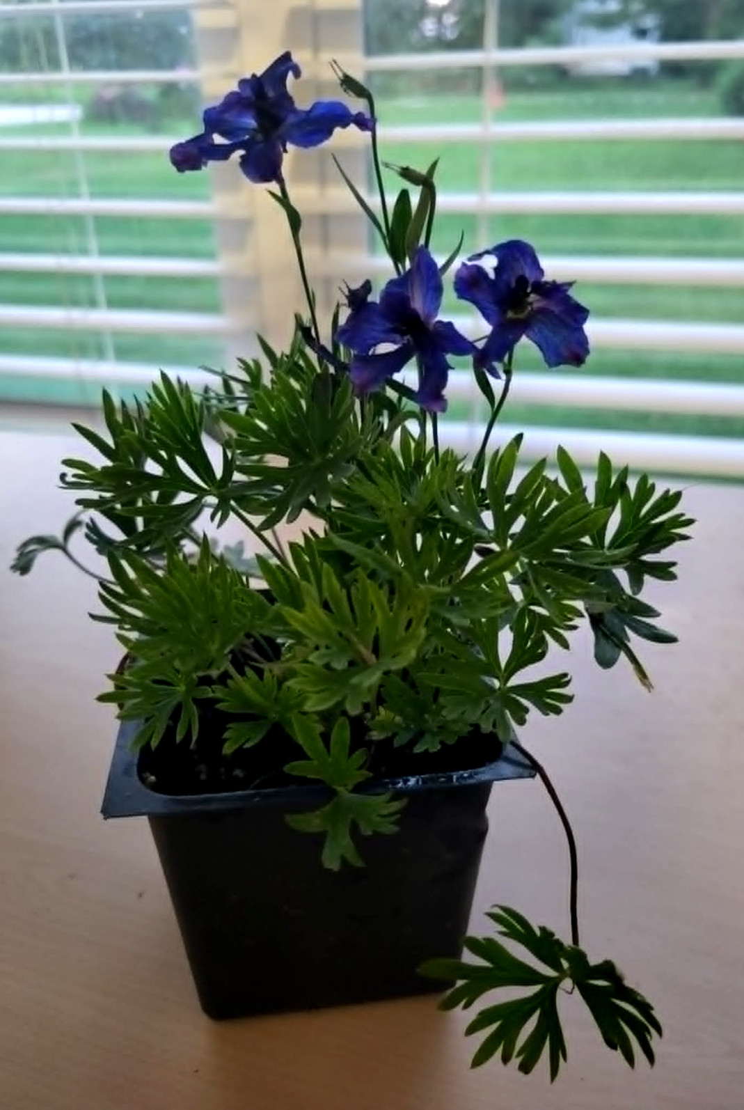 Blue Delphinium Grandiflorum “Blue Pygmy”, Live Plant 3 1/2 in Pot.