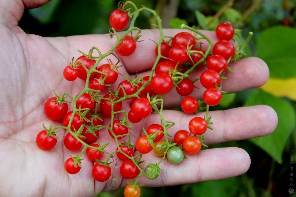 30+ Sweet Pea Currant Tomato Seeds – TINY – 1000’s of Tomatoes ———— RARE
