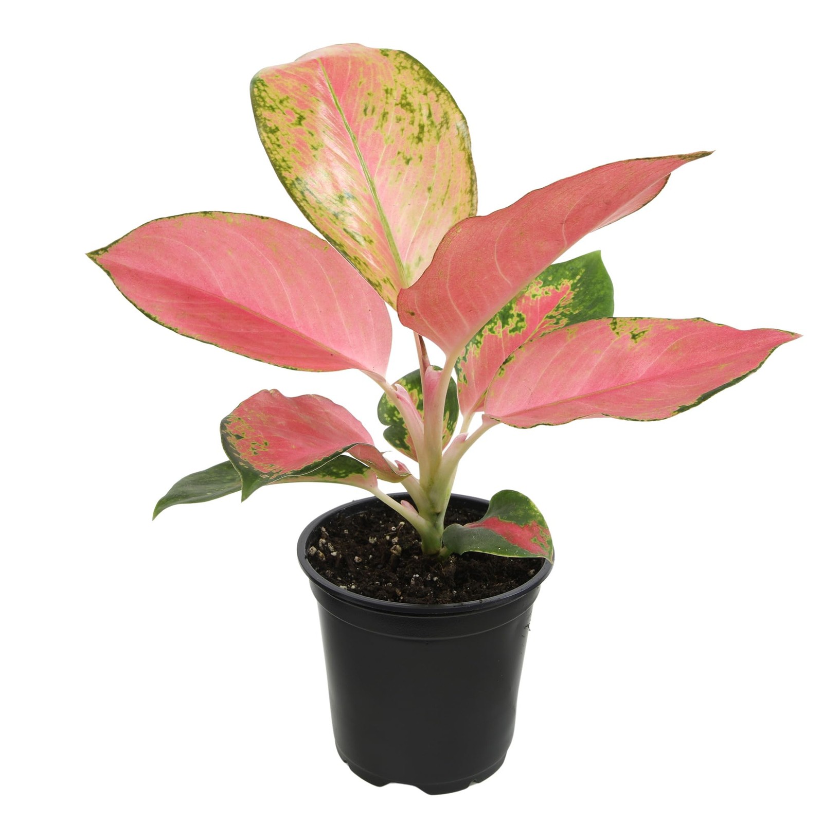 China Red Aglaonema Chinese Evergreen Live Plant, Exotic House Plants Live Tr…