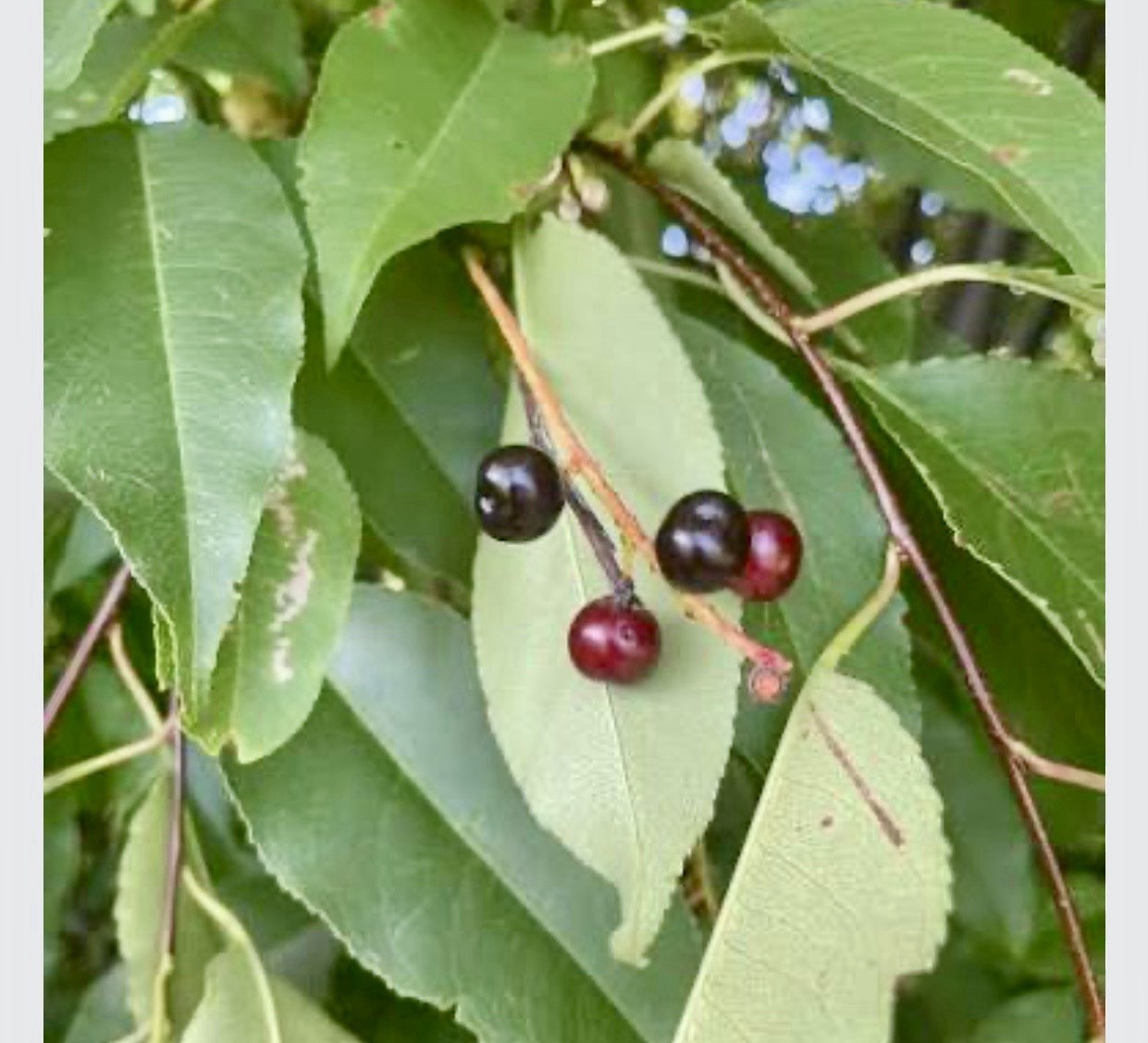 Black Cherry (Prunus serotina) Tree Seedlings 7 Live Plants Many Uses