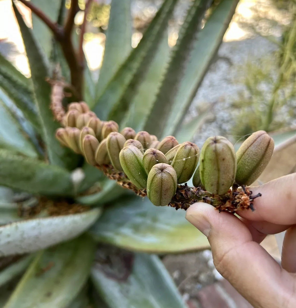 50 SEEDS Aloe marlothii Mountain tree Aloe Harvest: MAY 2026