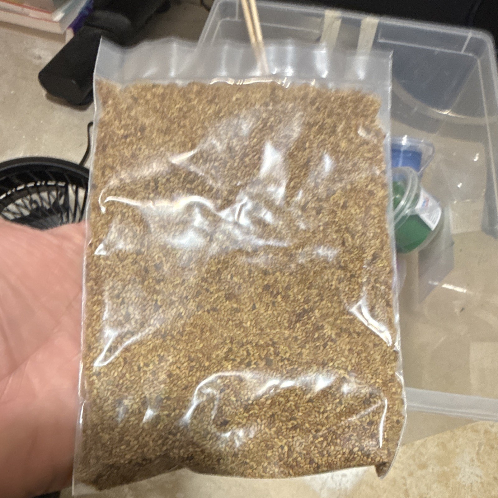Alfalfa Herb Seeds 4 oz Bag – Edible Fast Growing Perennial, MPN 50625